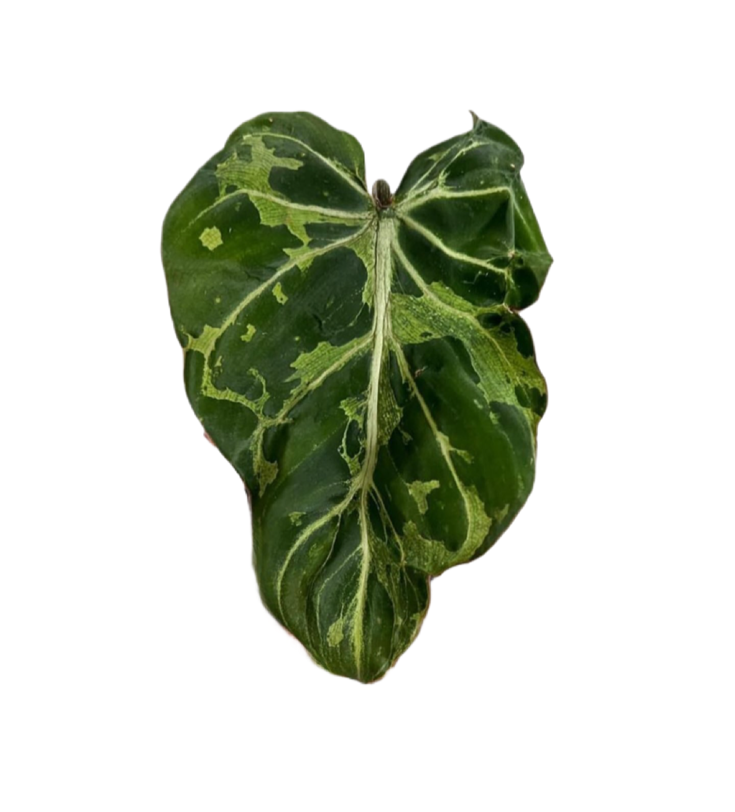 Philodendron Gloriosum ‘Snow Leopard’