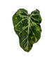 Philodendron Gloriosum ‘Snow Leopard’
