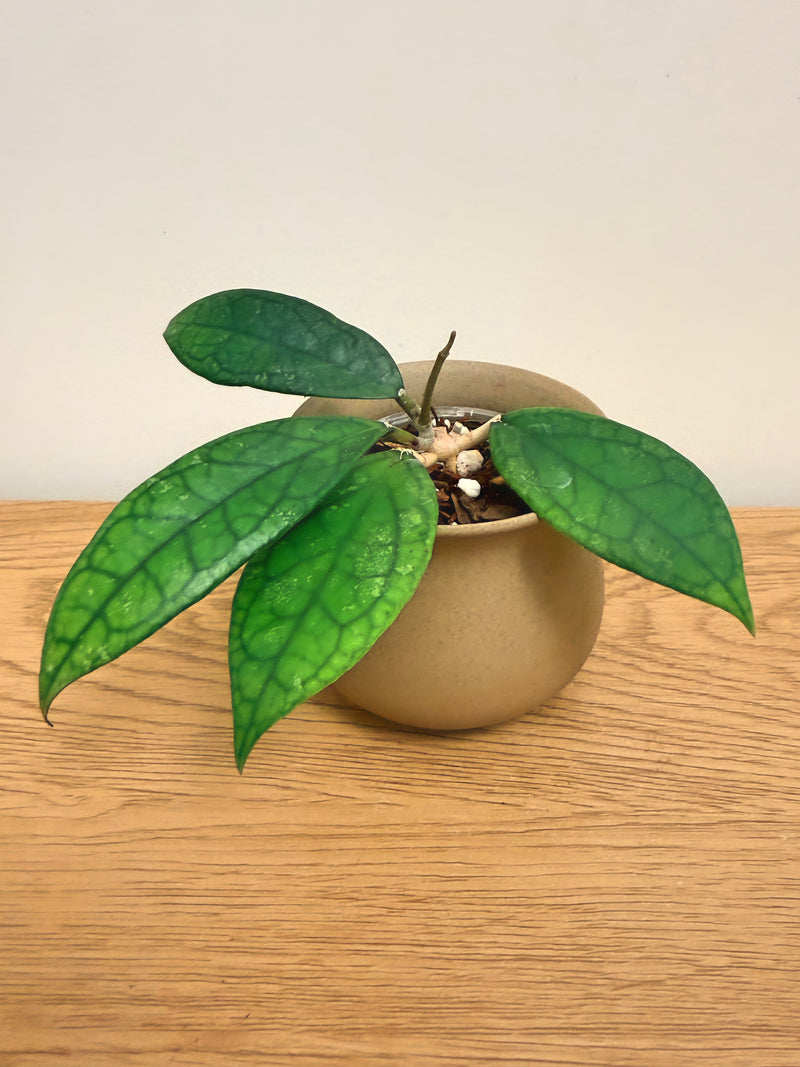 Hoya Finlaysonii (A)