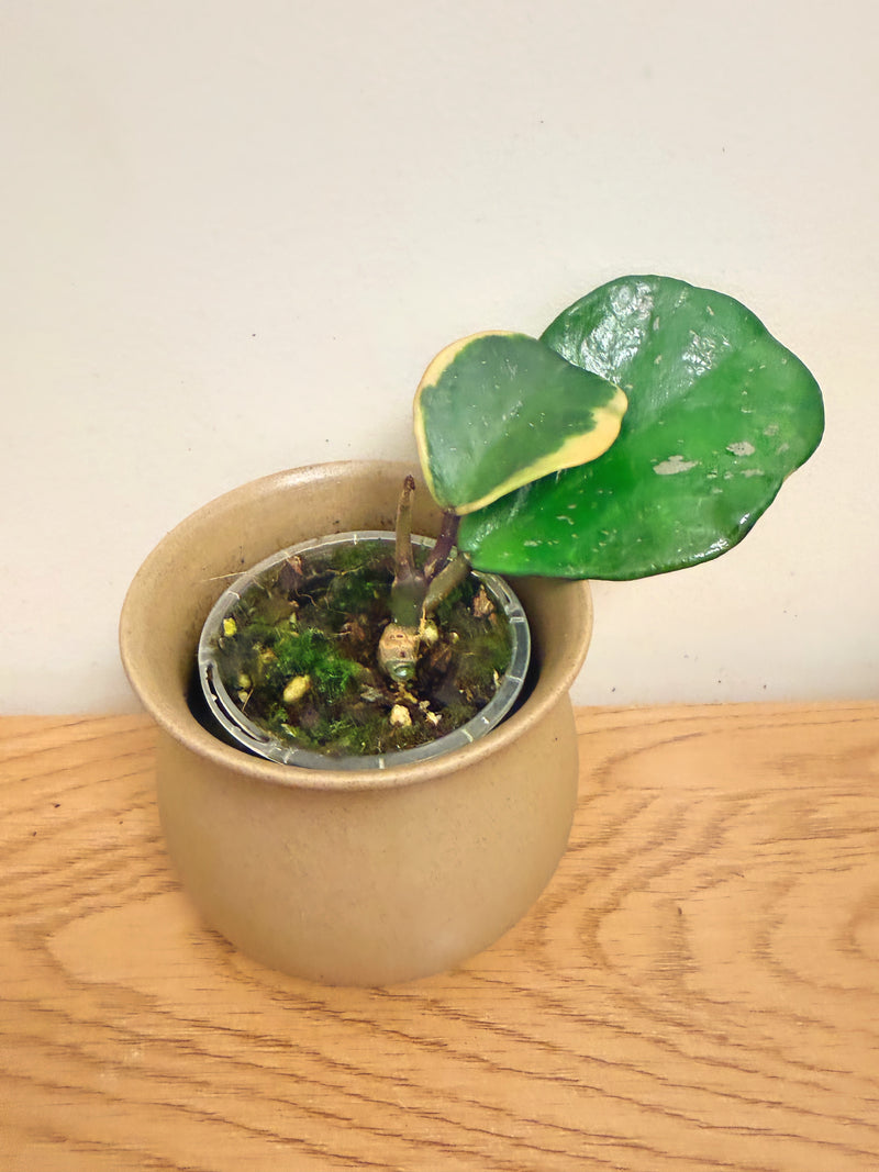 Hoya Obovata Outer Variegated (A)