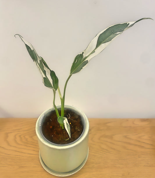Spathiphyllum Galaxy Variegated