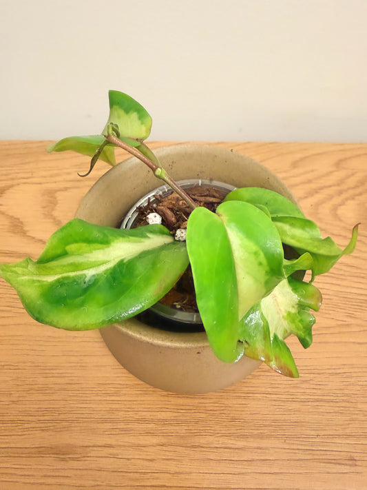 Hoya Kenejiana Variegated