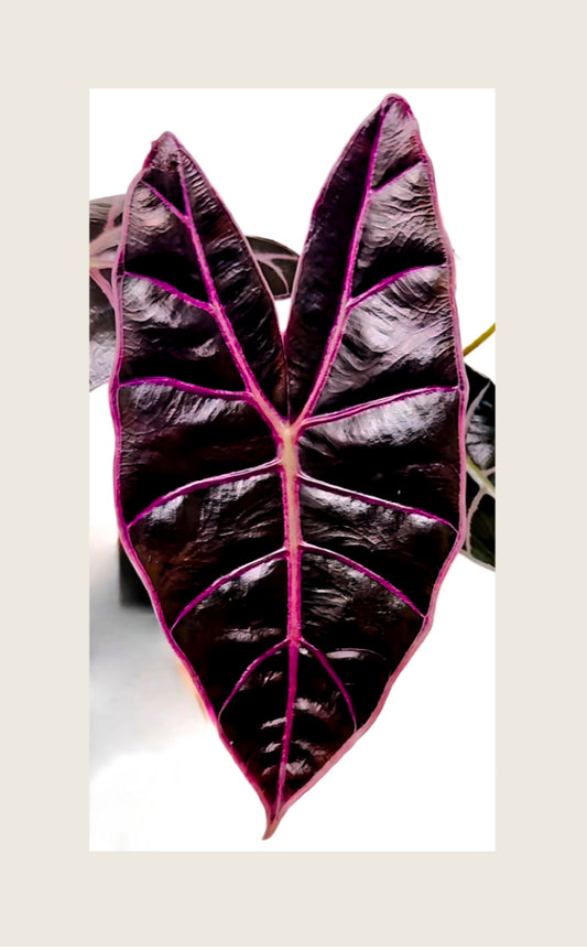 Alocasia Black Satun Pink Bone