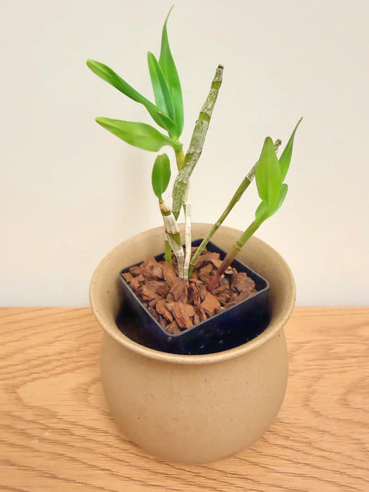 Dendrobium Moschatum