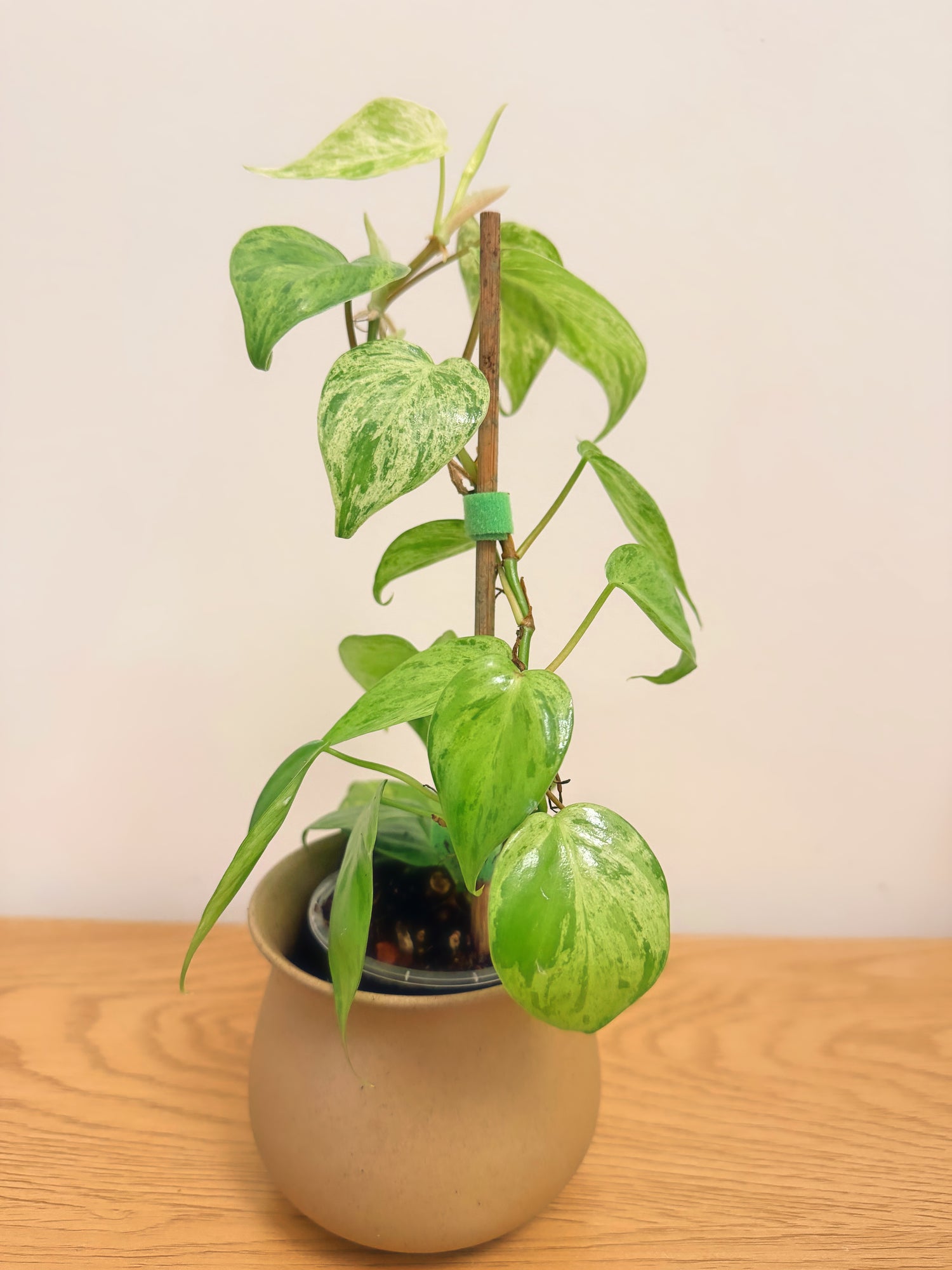 Philodendron Heartleaf Variegated