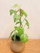 Philodendron Heartleaf Variegated