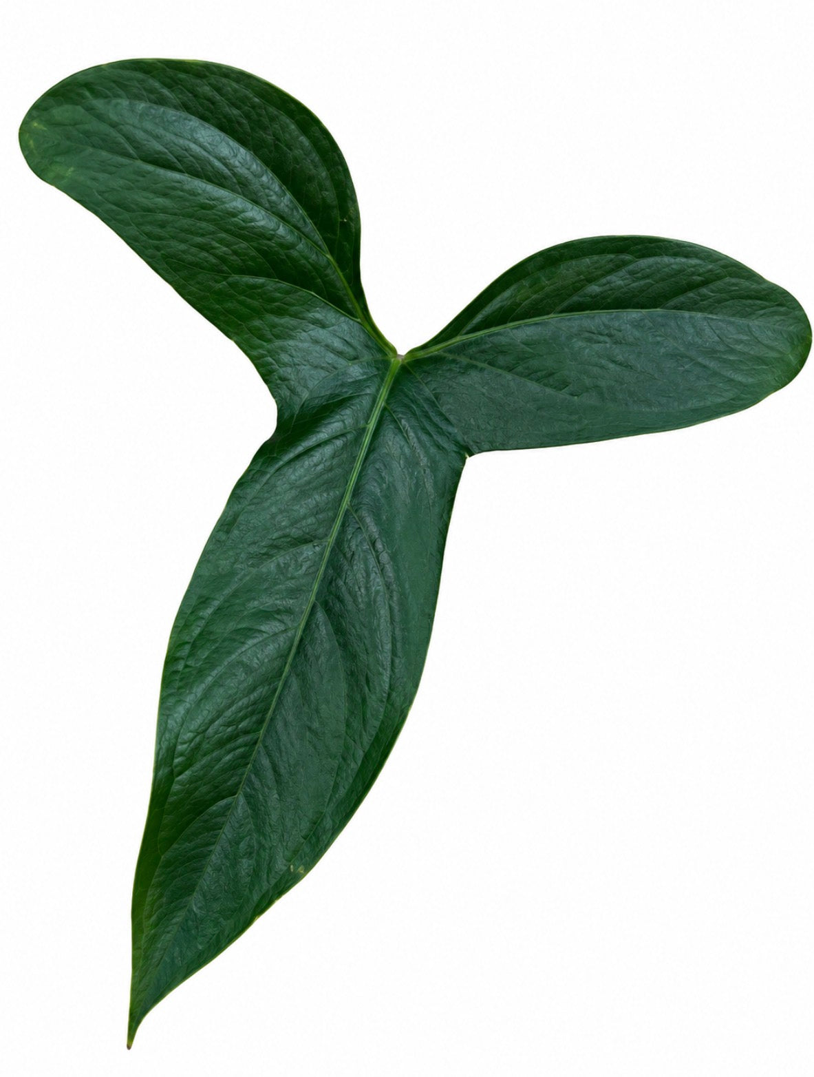 Anthurium Pinkleyi