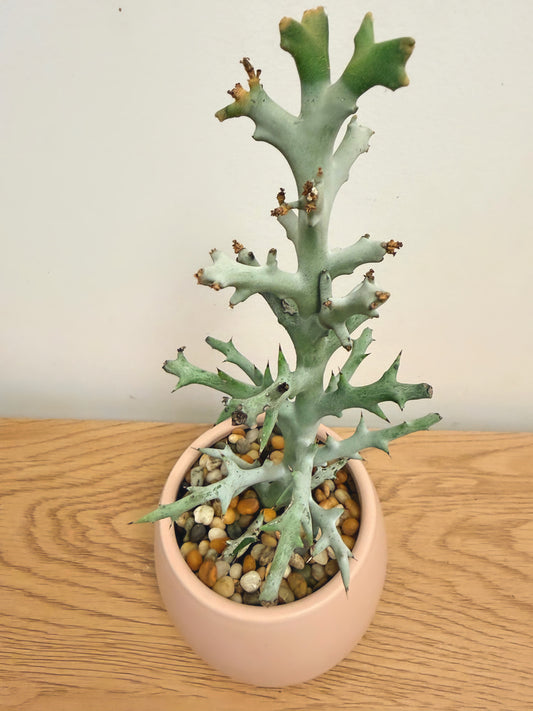 Euphorbia Stenoclada