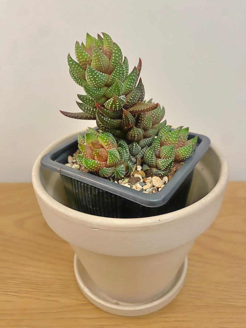 Haworthia Coarctata Chalwinii
