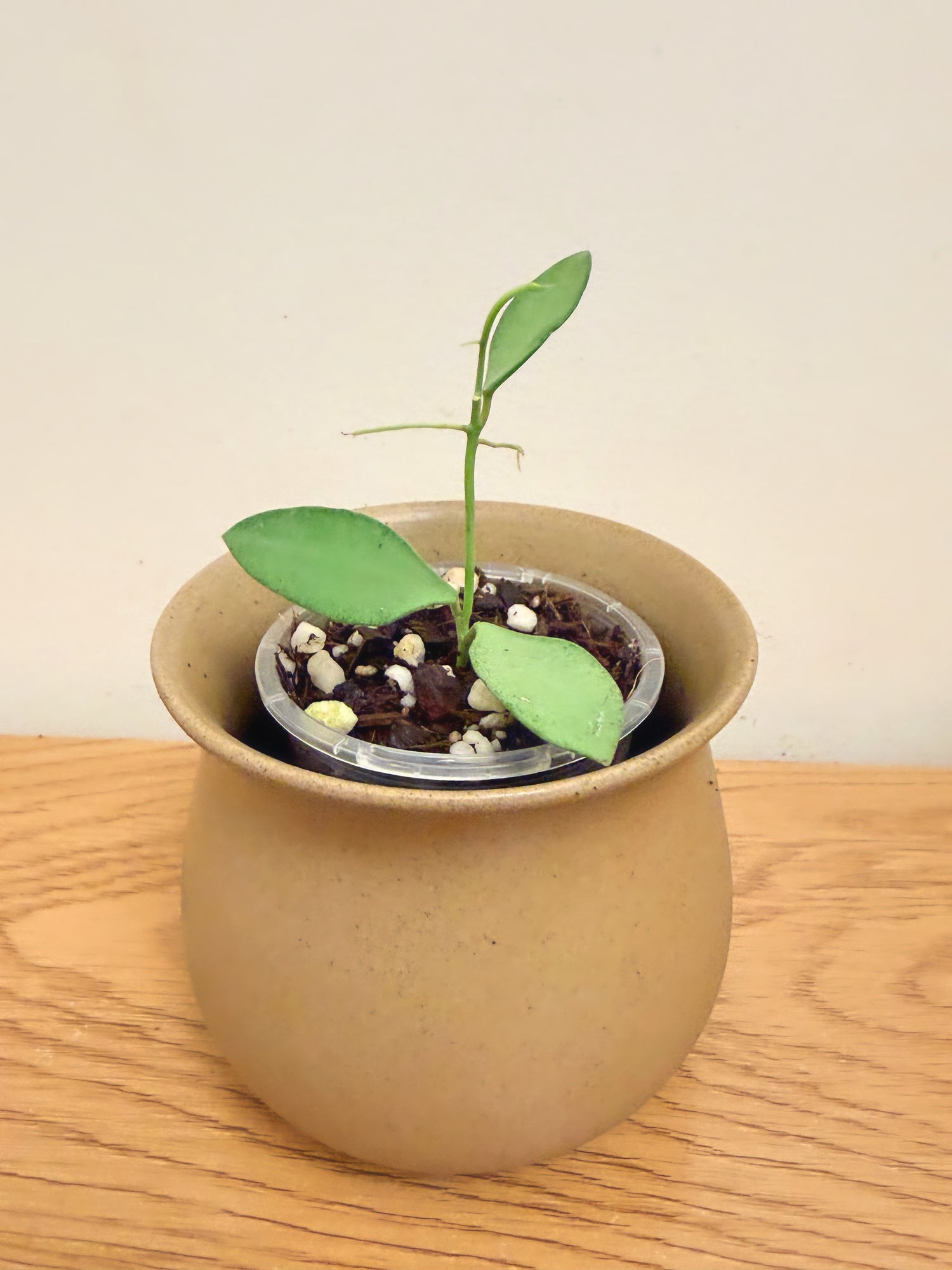 Hoya Nummularioides Silver