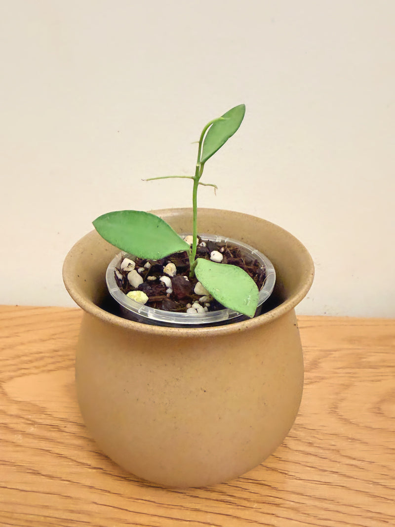 Hoya Nummularioides Silver