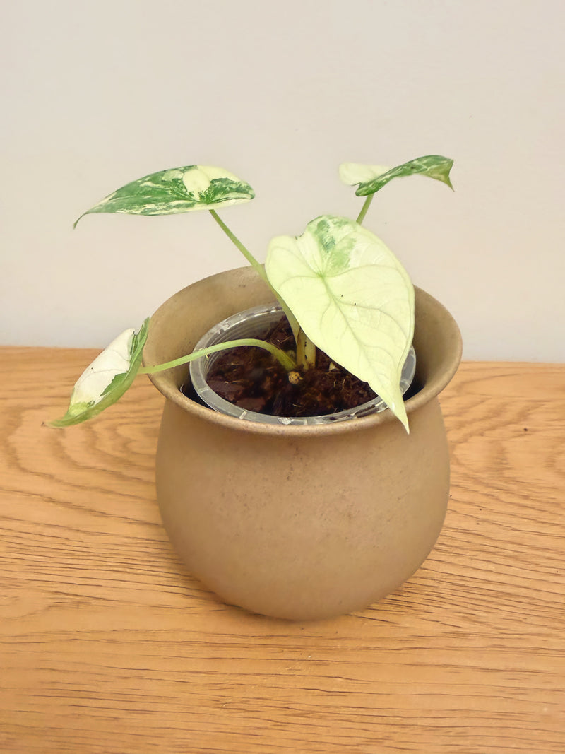 Alocasia Silver Dragon Albo