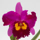 Rlc. Dick Smith ‘Dark Beauty’ (Rlc. Hisako Akaisuka x Rlc. Hawaiian Lightning)