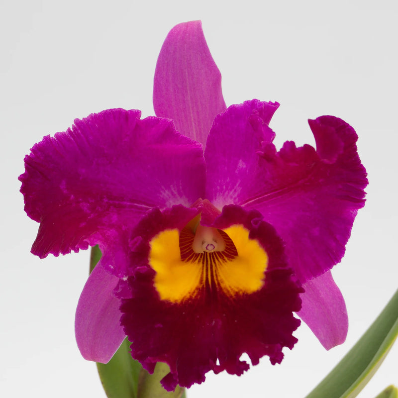 Rlc. Dick Smith ‘Dark Beauty’ (Rlc. Hisako Akaisuka x Rlc. Hawaiian Lightning)