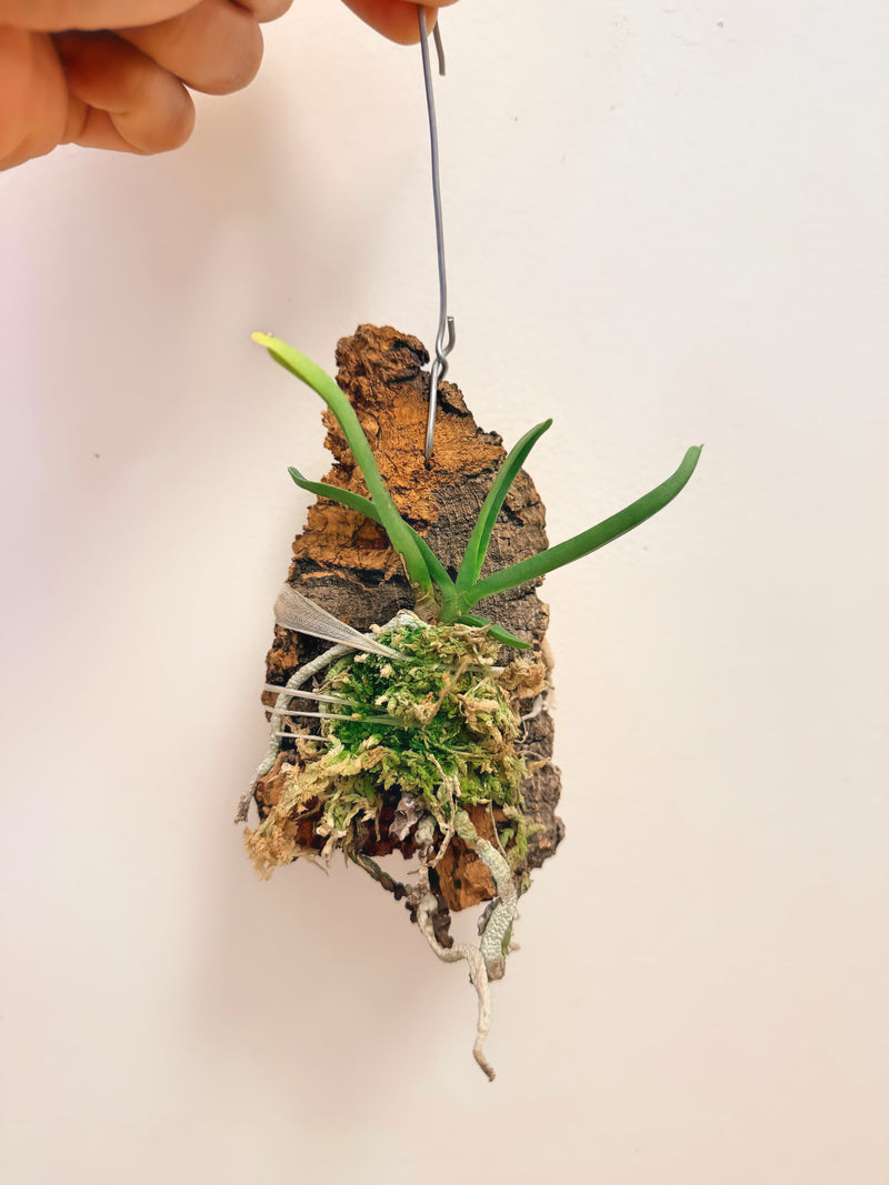 Angraecum Didieri