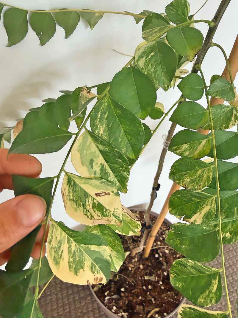 Variegated Curry Plant