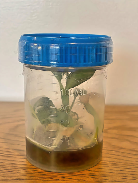 Philodendron Gloriosum Flask