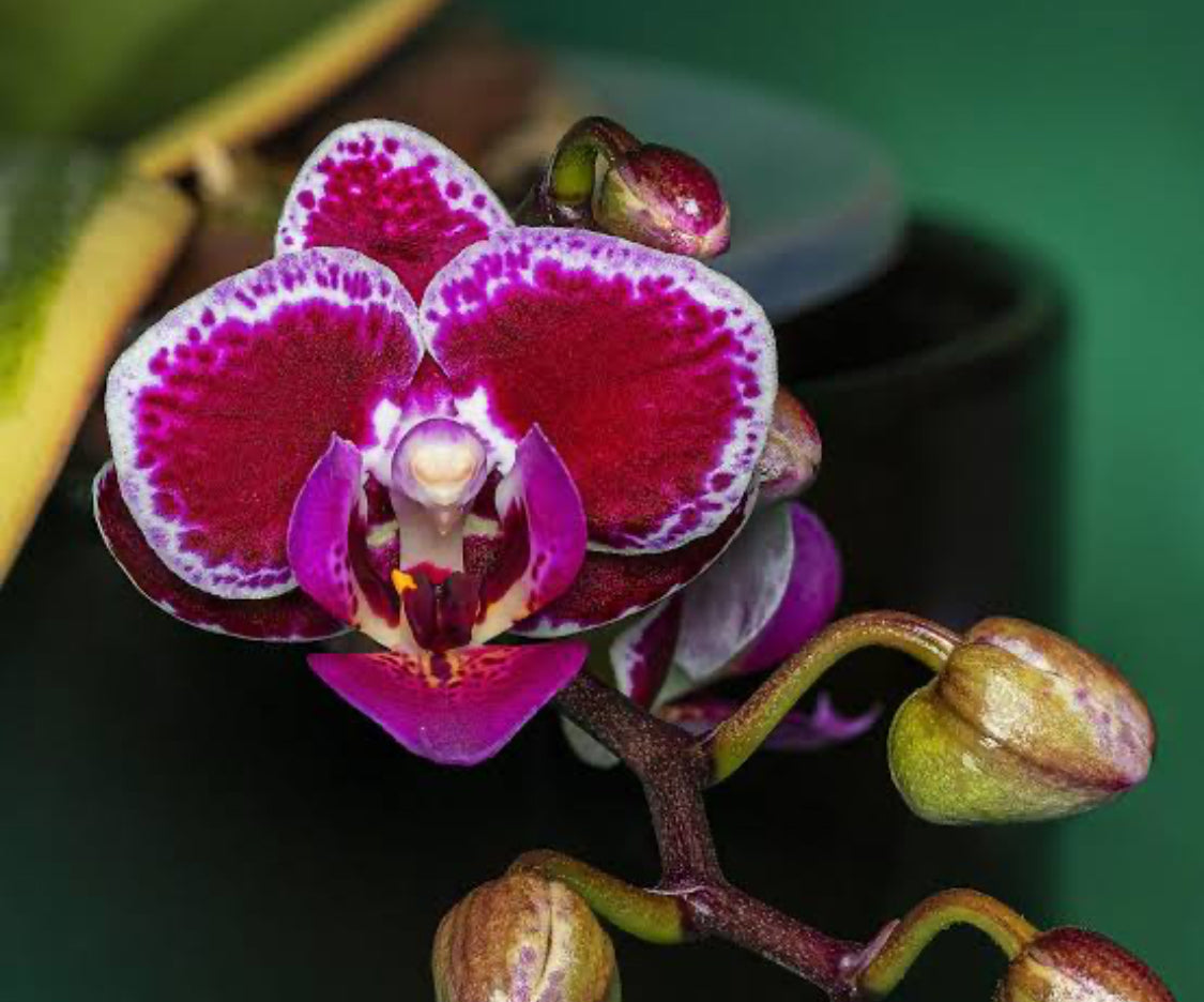 Phalaenopsis Chia E Yenlin Variegated