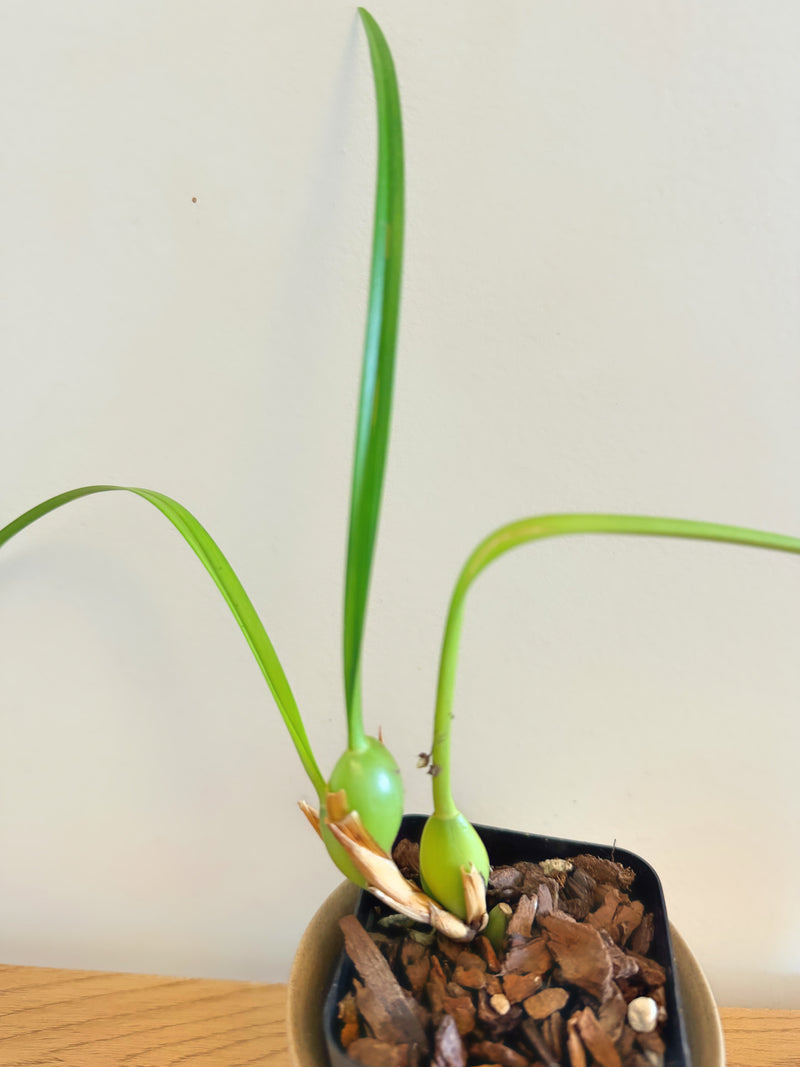 Maxillaria Tenuifolia