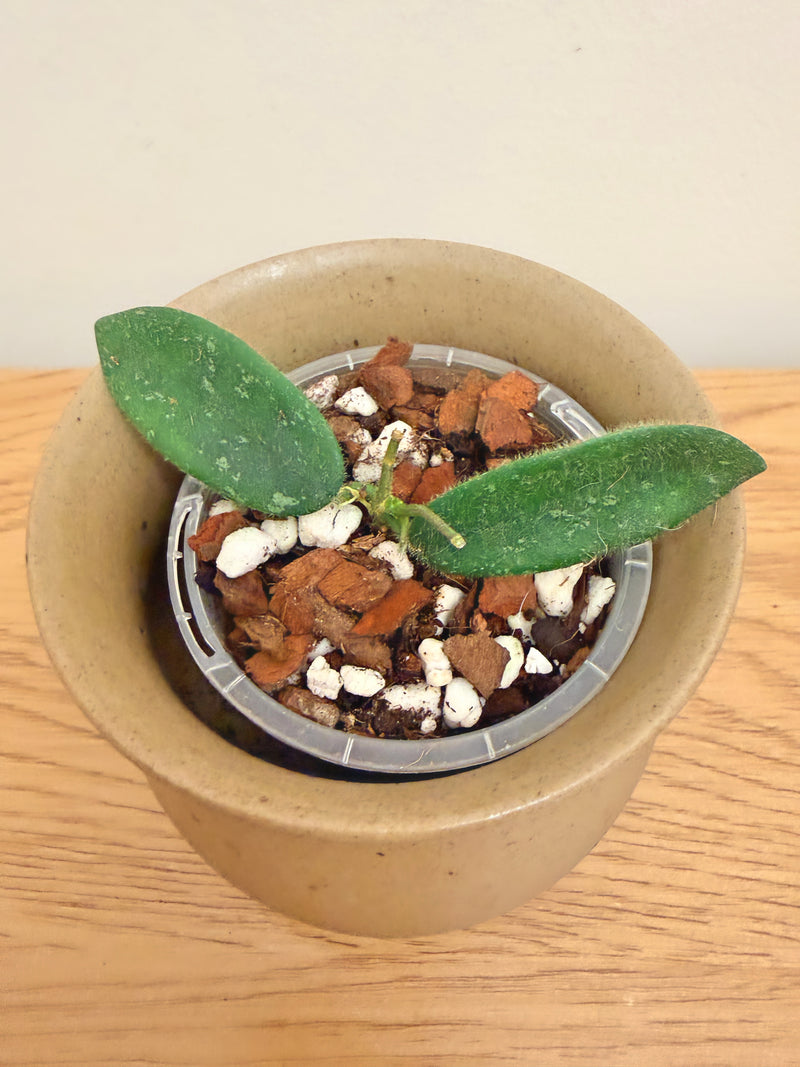 Hoya Thomsonii