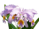 C. Mossiae F.Coerulea ‘7Flowers’ x C. Mossiae F.Coerulea ‘Blue Moon Too’