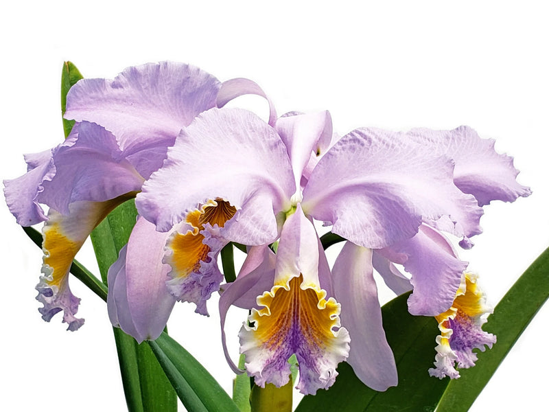 C. Mossiae F.Coerulea ‘7Flowers’ x C. Mossiae F.Coerulea ‘Blue Moon Too’