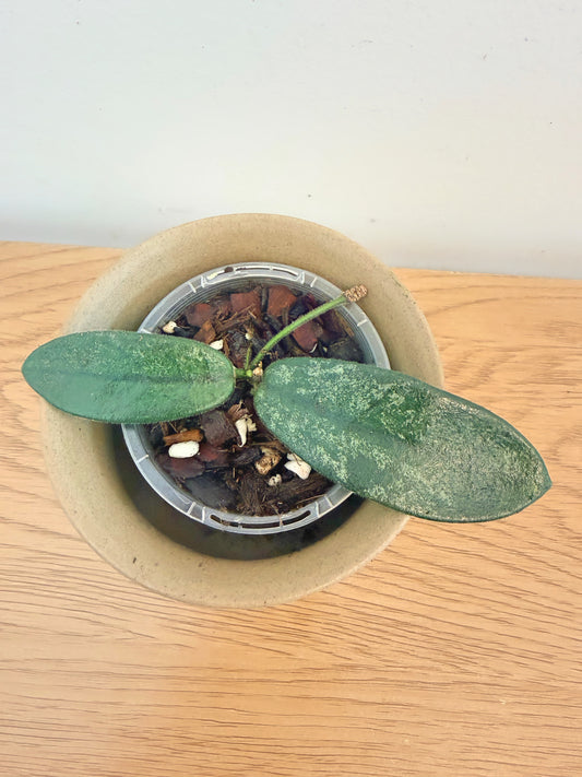 Hoya Lyi Big Leaf
