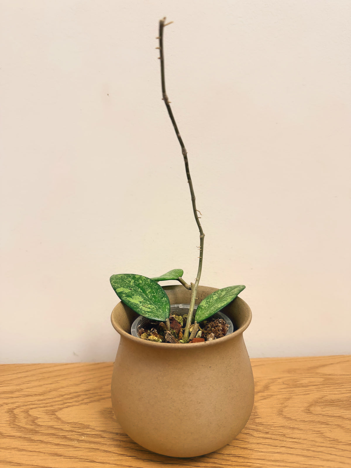Hoya Incencis Splash (B)