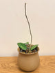 Hoya Incencis Splash (B)