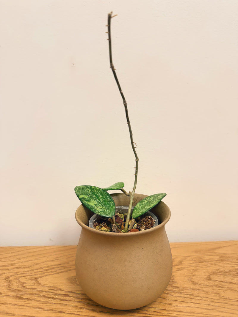Hoya Incencis Splash (B)