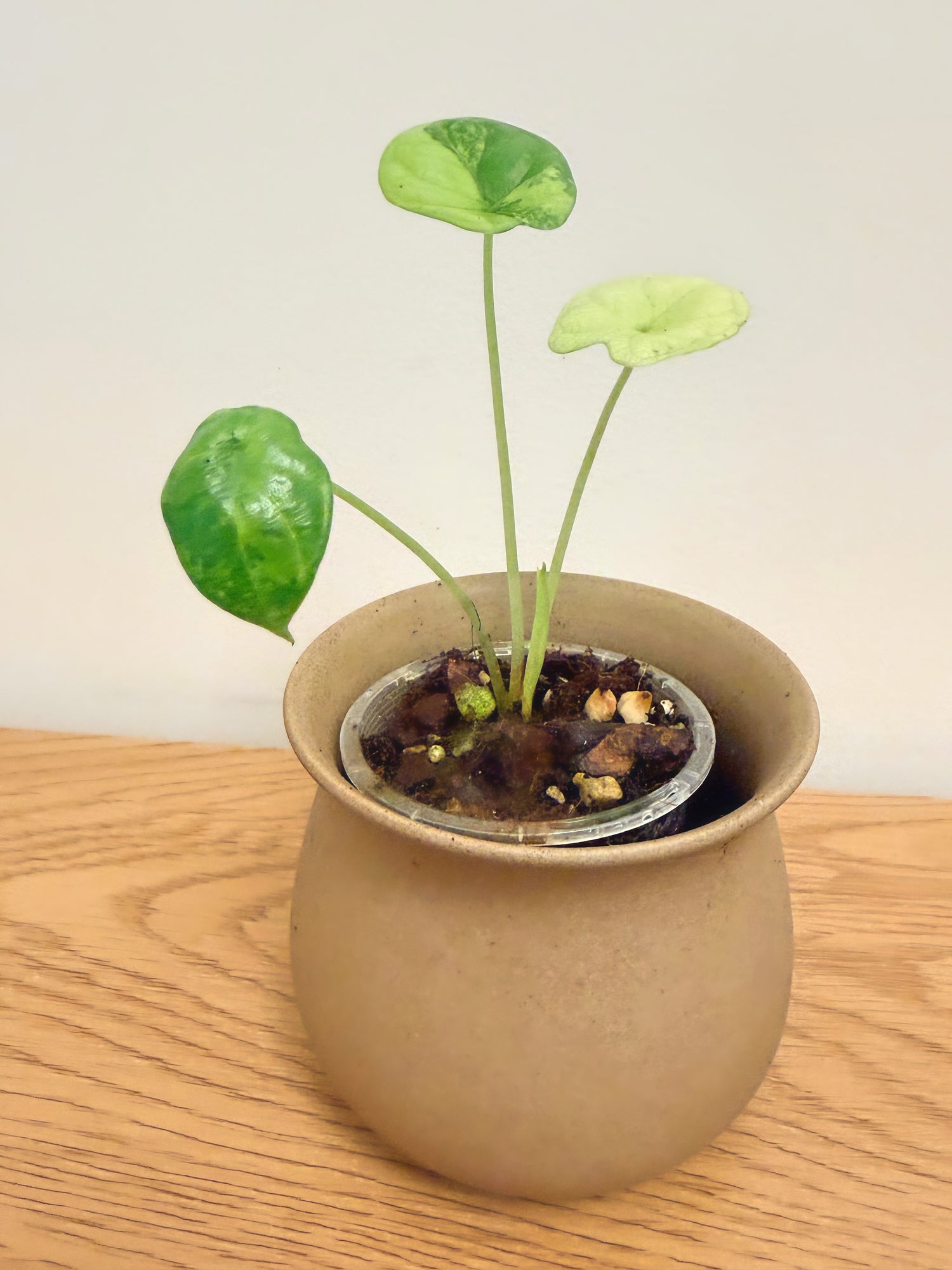 Alocasia Dragon Scale Aurea (D)