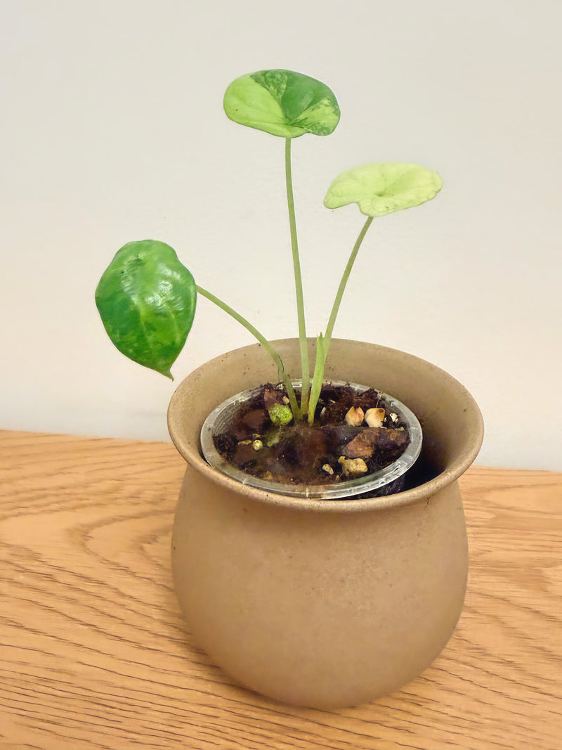 Alocasia Dragon Scale Aurea (D)