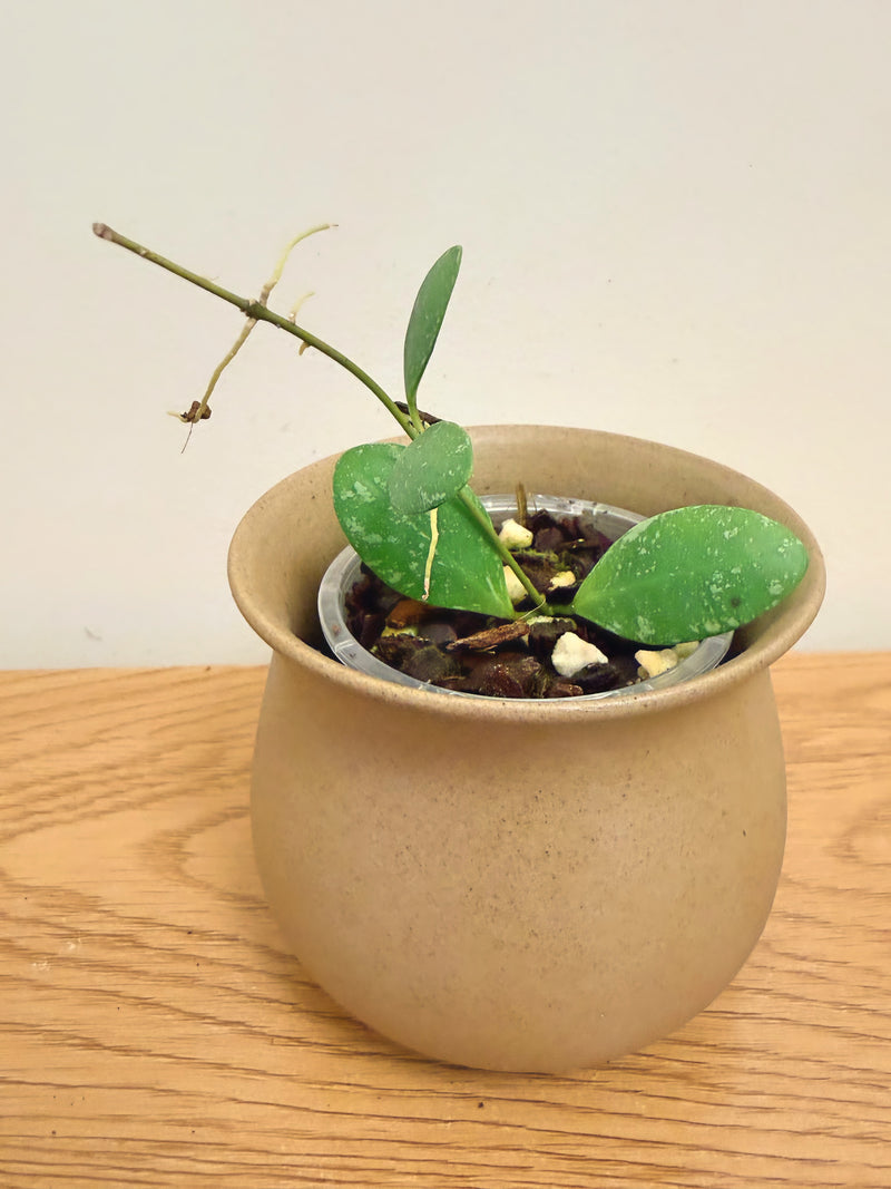 Hoya sp. ETS 10