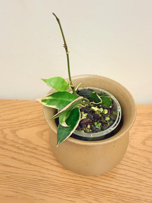 Hoya Lacunosa Asami Outer Variegated (A)