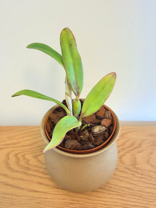 Cattleya Cherry Bee ‘Happy Field’ (C.Cherry Chip x C.Beaufort)