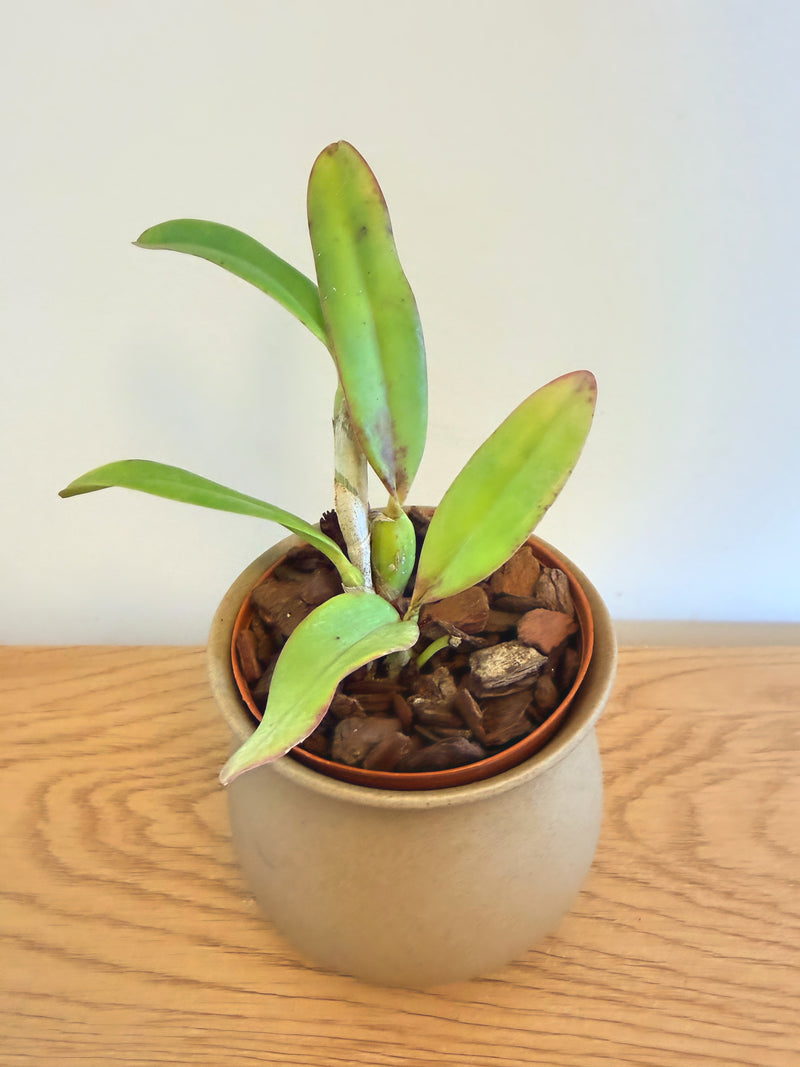 Cattleya Cherry Bee ‘Happy Field’ (C.Cherry Chip x C.Beaufort)
