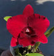 Pot. Paradise Rose ‘Hilo’ x Pot. Circle of Nine ‘SVO Perfection’