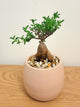 Trichodiadema Bulbosum
