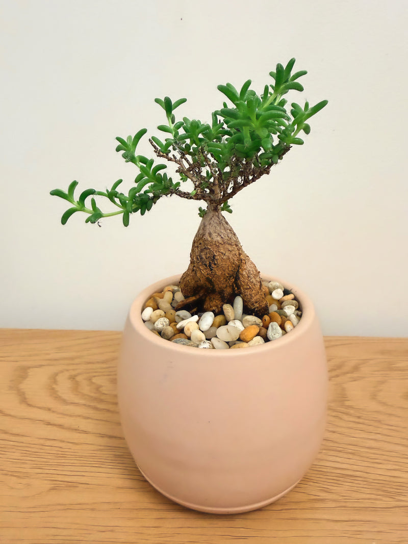 Trichodiadema Bulbosum