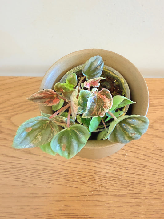 Peperomia Pink Lady