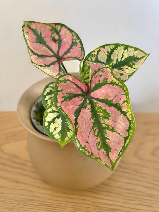 Caladium Purple Light