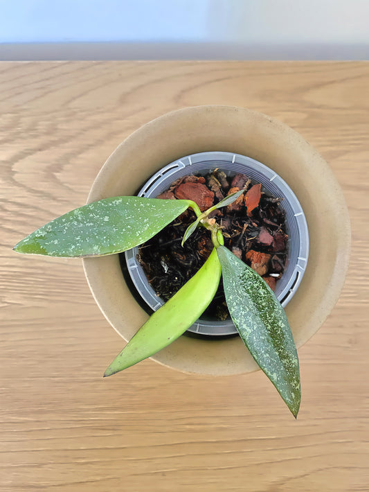 Hoya Parviflora Splash