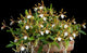 Encyclia Polybulbon