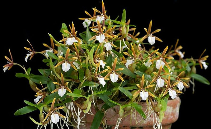 Encyclia Polybulbon