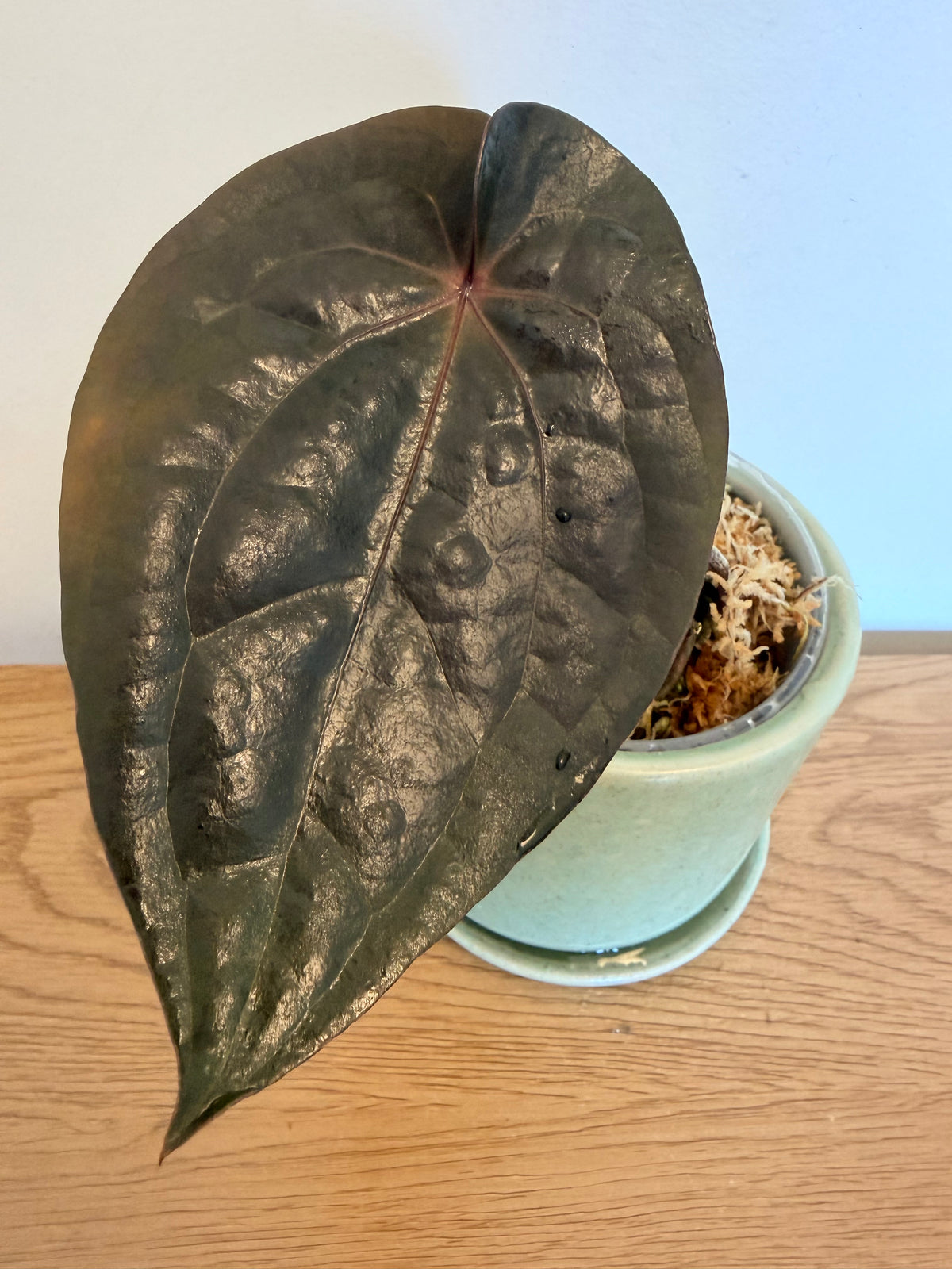 Anthurium AOS x NSE Dressleri