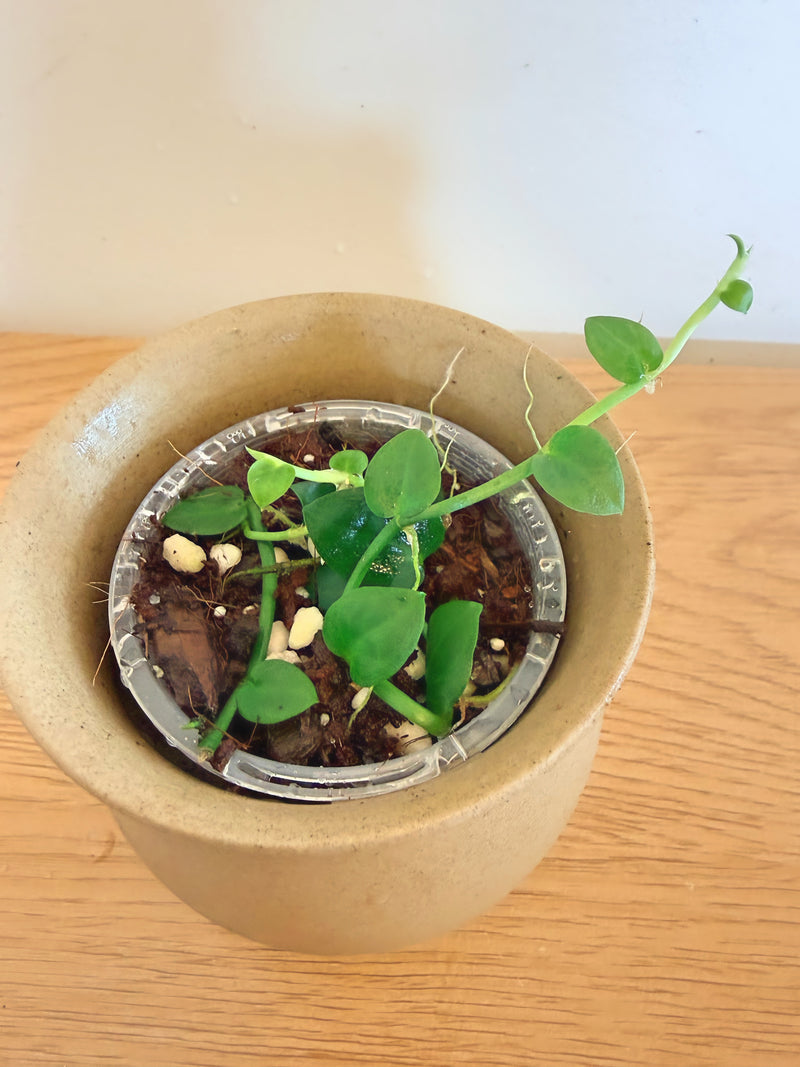 Rhaphidophora Kolthasii