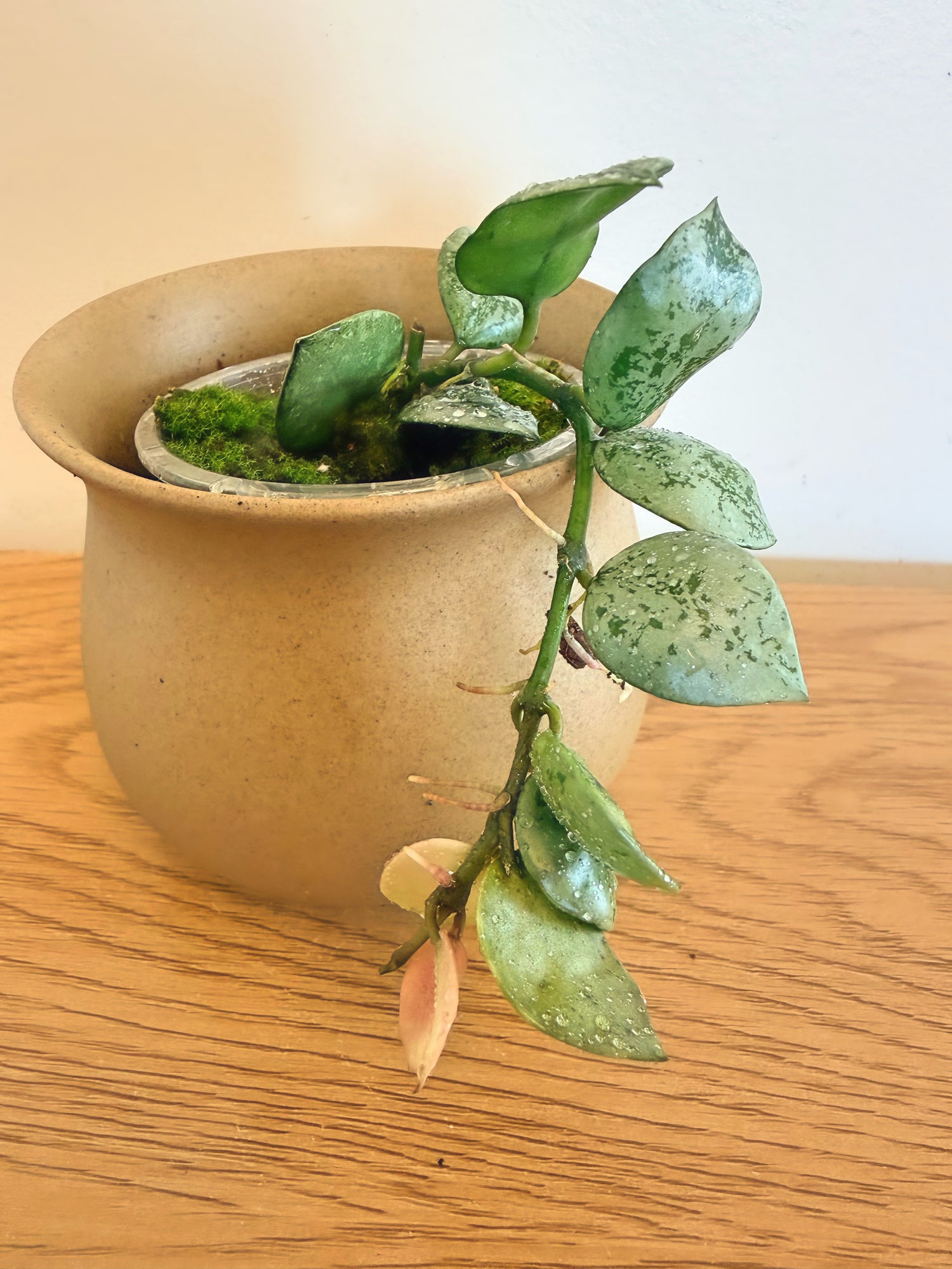 Hoya Lacunosa Mint Coin