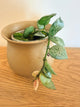 Hoya Lacunosa Mint Coin
