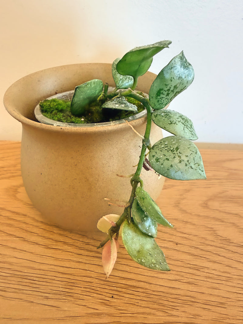 Hoya Lacunosa Mint Coin
