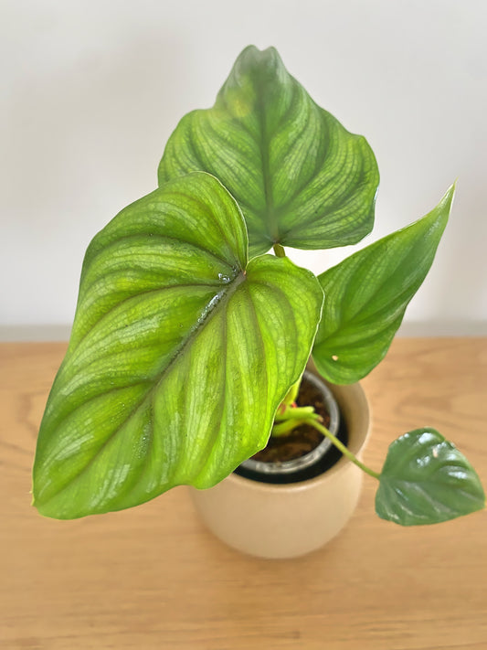 Philodendron Plowmanii